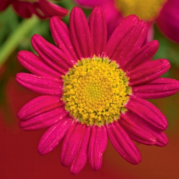 Argyranthemum frutescens Sassy® 'Red'