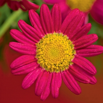 Argyranthemum frutescens 'Red' 