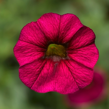 Calibrachoa Callie® Burgundy