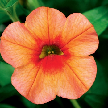 Calibrachoa 'Orange' PPAF