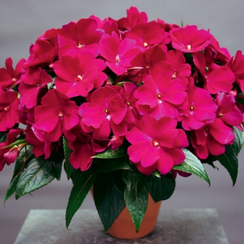 Impatiens hawkeri Sonic® 'Sweet Purple'