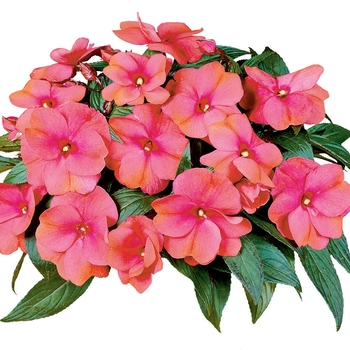 Impatiens hawkeri Sonic® 'Mango' (107778)