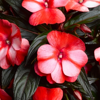 Impatiens hawkeri Sonic® 'Sweet Red'