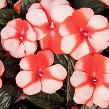 Impatiens hawkeri 'Sweet Orange' 