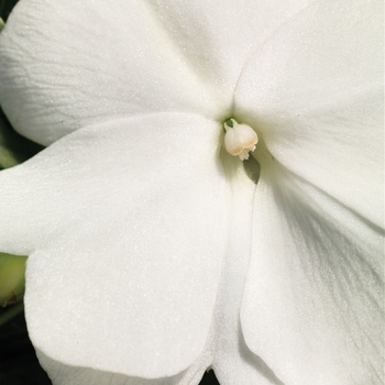 Impatiens hawkeri Sonic® White