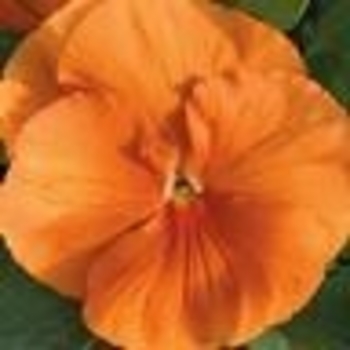 Viola x wittrockiana 'Clear Orange' 