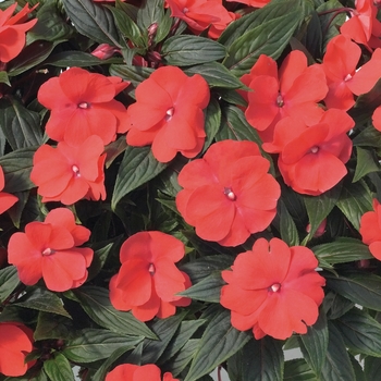 Impatiens hawkeri Super Sonic® 'Dark Salmon'