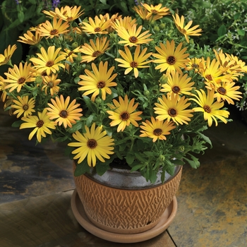 Osteospermum Tradewinds® 'Bronze'