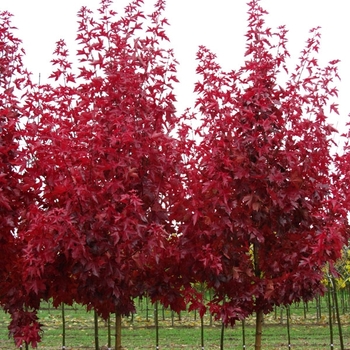 Acer truncatum x platanoides 'JFS-KW187' PP27545