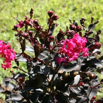 Lagerstroemia indica 'Mystic Magenta™' 