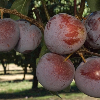 Prunus 'Flavor King' 