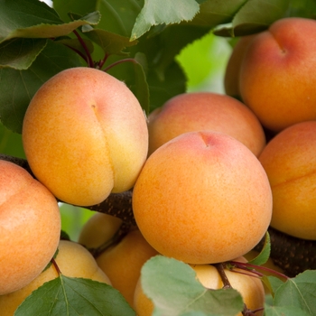 Prunus 'Flavor Supreme' 