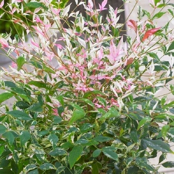 Nandina domestica 'Twilight' 