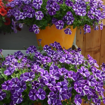 Petunia 'Purple Gem' 