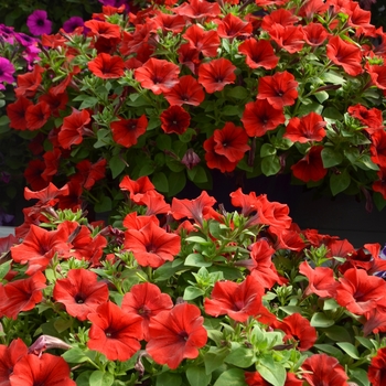 Petunia 'Red Lips' 