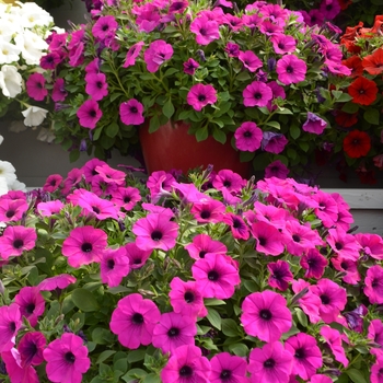 Petunia 'Passion' 