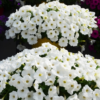 Petunia Cascadias™ 'Iceberg'