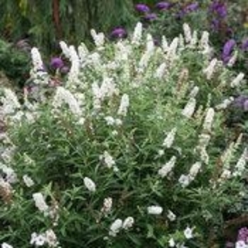 Buddleia 'Vanilla Treat™' Grevantrt