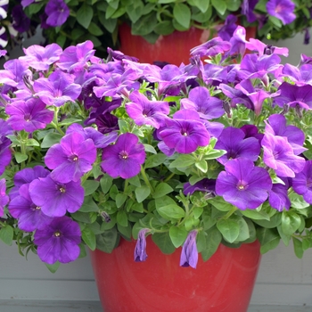 Petunia Cascadias™ 'Blue Omri'