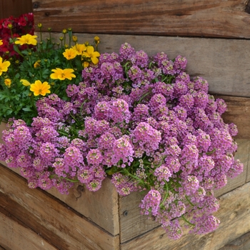 Lobularia 'Raspberry Stream™'