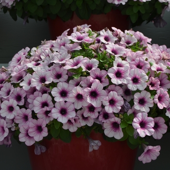 Petunia 'Pink Lace' 