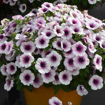 Petunia 'Purple Vein' 