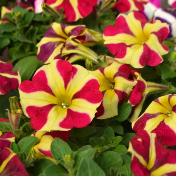 Petunia 'Queen of Hearts' 