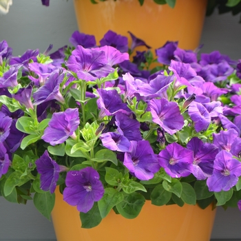 Petunia 'Indigo' 