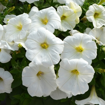 Petunia 'White' 