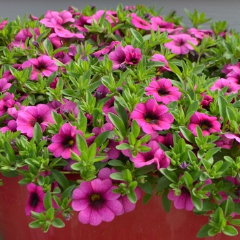 Calibrachoa Colibri™ 'Pink'