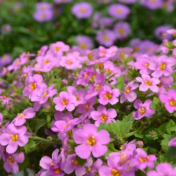 Sutera cordata 'Gullivar Pink' 