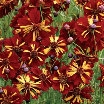 Coreopsis tinctoria 'Roulette' 