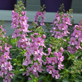 Angelonia angustifolia Alonia™ 'Pink Flirt'