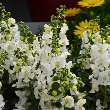 Angelonia angustifolia Alonia™ 'Snowball'