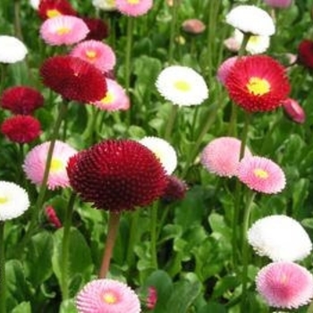 Bellis perennis 'Super Enorma Mix' 