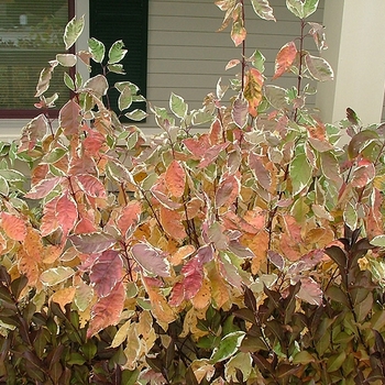 Cornus alba 'Stdazam' 