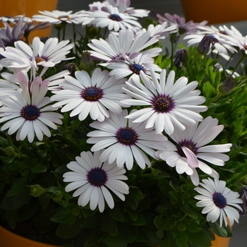 Osteospermum ecklonis 'Amethyst' 