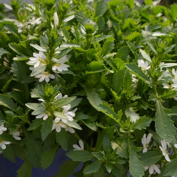 Scaevola 'White Touch' 