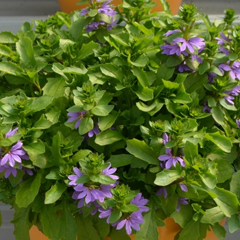 Scaevola 'Blue Touch'