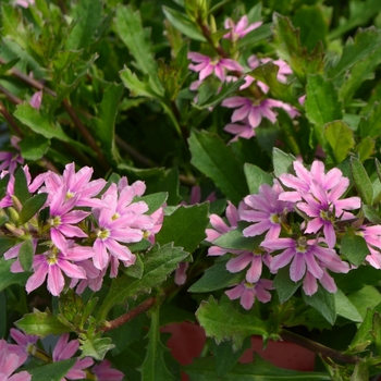 Scaevola 'Pink Blessing'