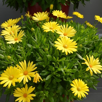 Osteospermum ecklonis 'Glamour' 