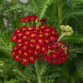 Achillea millefolium 'Red Velvet' 