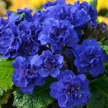 Primula vulgaris 'Cobalt Blue' PP16397