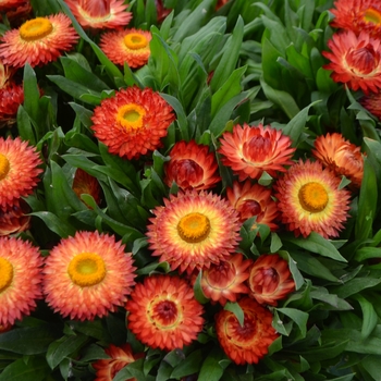 Bracteantha bracteata Cottage™ 'Bronze' (108345)