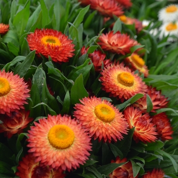 Bracteantha bracteata Cottage™ 'Bronze' (108346)