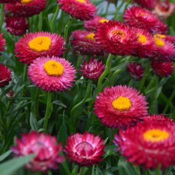 Bracteantha bracteata 'Rose' 