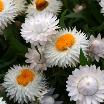 Bracteantha bracteata 'Cottage White' 