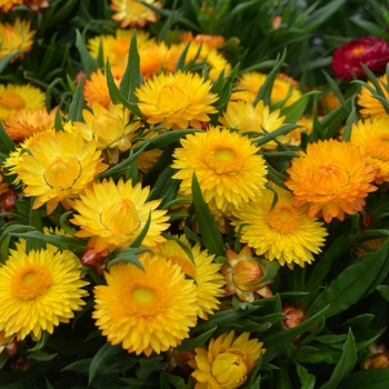 Bracteantha bracteata 'Cottage Yellow'