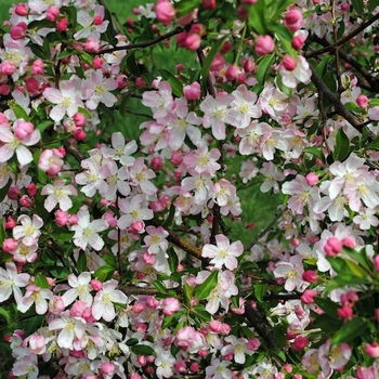 Malus 'Malusquest' 