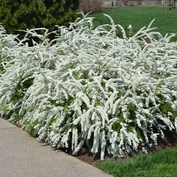 Spiraea x cinerea 'Grefsheim' 